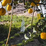 Garden - Rural 蒙蒂茹
