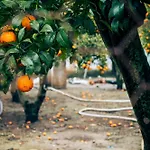 Garden - Rural *