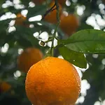 Garden - Rural *