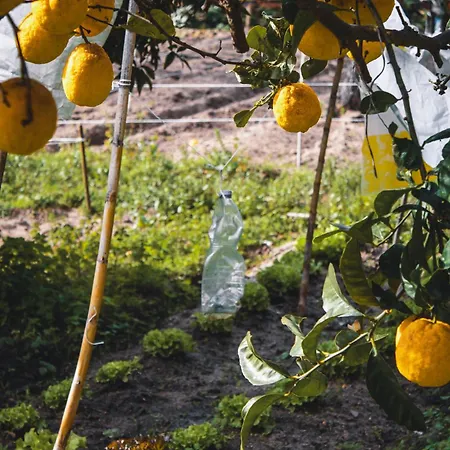 Garden - Private Montijo